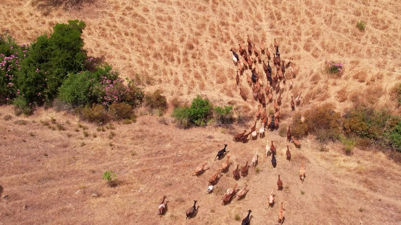 목초지에서 방목하는 염소들이