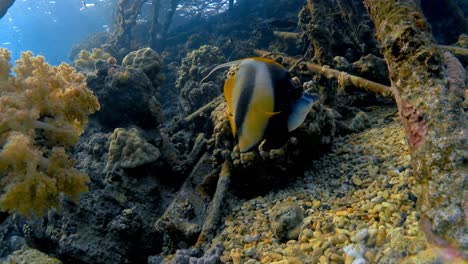 A-butterfly-fish-swims-around-yellow-corals-at-the-bottom-of-the-Brothers-Island-dive-site-in-the-Red-Sea,-Egypt
