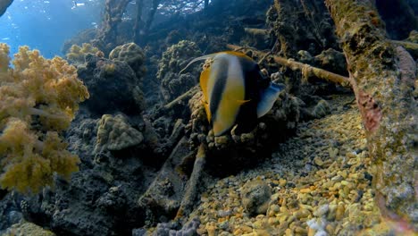 un pez mariposa nada alrededor de los corales amarillos en el fondo del sitio de buceo de la isla de los hermanos en el mar rojo, egipto
