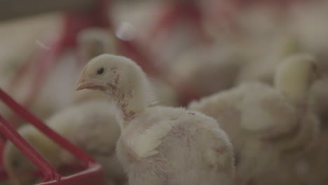 chick watching others eat on a farm