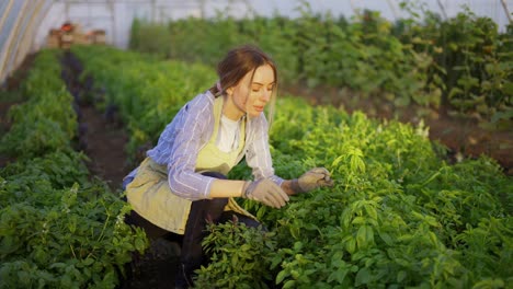 mujer joven que trabaja en el invernadero, limpia las plantas de las malezas