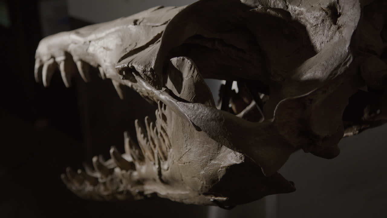 esqueleto de chrysocetus fouadasii - cráneo fósil de un dinosaurio acuático