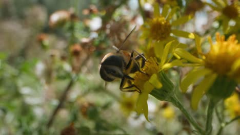 close up of a hoverfly collecting nectar from a yellow flower