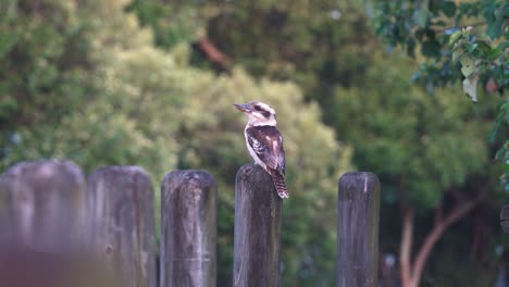 Riendo-Kookaburra,-Dacelo-Novaeguineae-Encaramado-En-Un-Bloque-De-Madera,-Tratando-De-Atrapar-Invertebrados-Voladores,-Atacando-Por-Bandada-De-Minero-Ruidoso-Agresivo,-Tratando-De-Reclamar-Territorio,-Wynnum-Queensland