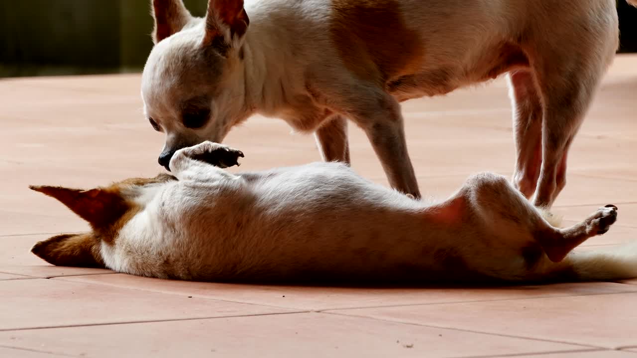 el perro chihuahua lame a su amigo.