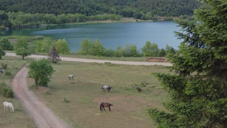 aerial - reveal of horses grazing