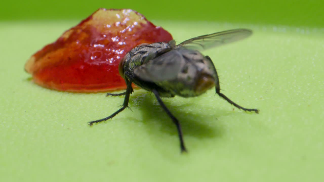 Two Flys sucking jam extreme closeup micro lens
