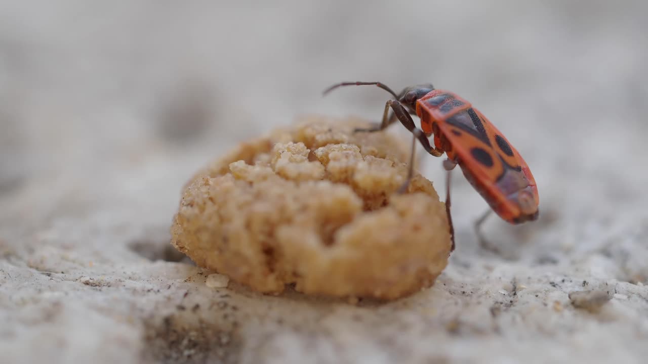 Firebug on a cookie