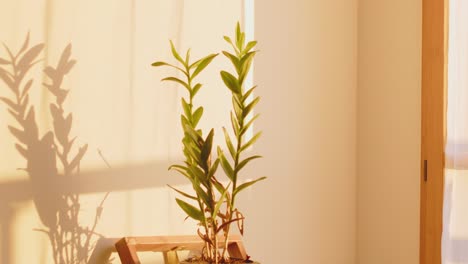 Modern-cozy-home-with-plant-casting-shadow-on-the-wall,-motion-view