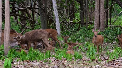 El-Ciervo-Del-Campo-Es-Una-Especie-En-Peligro-De-Extinción-Debido-A-La-Pérdida-De-Hábitat-Y-La-Caza