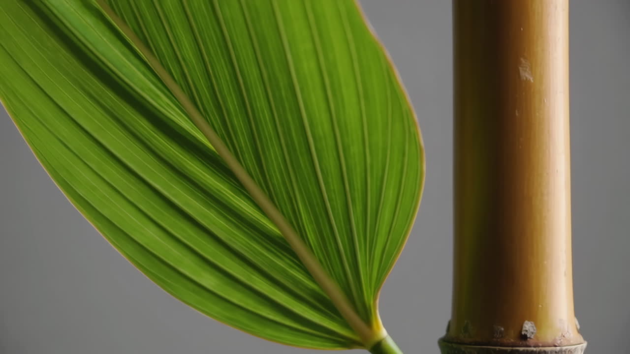 Close-up of a Vibrant Green Bamboo Leaf and Stalk