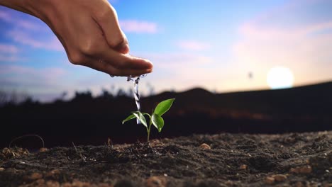 close up of farmer's hand watering a tree sprout after planting it with black dirt mud at the farm