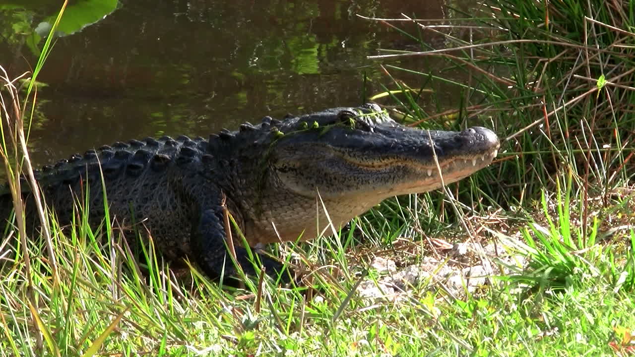 caimanes nadando en un pantano en los everglades 1