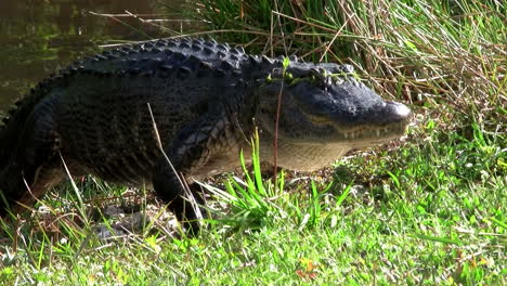 alligators swimming in a swamp in the everglades 1