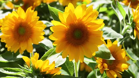 beautiful sunflowers in bloom