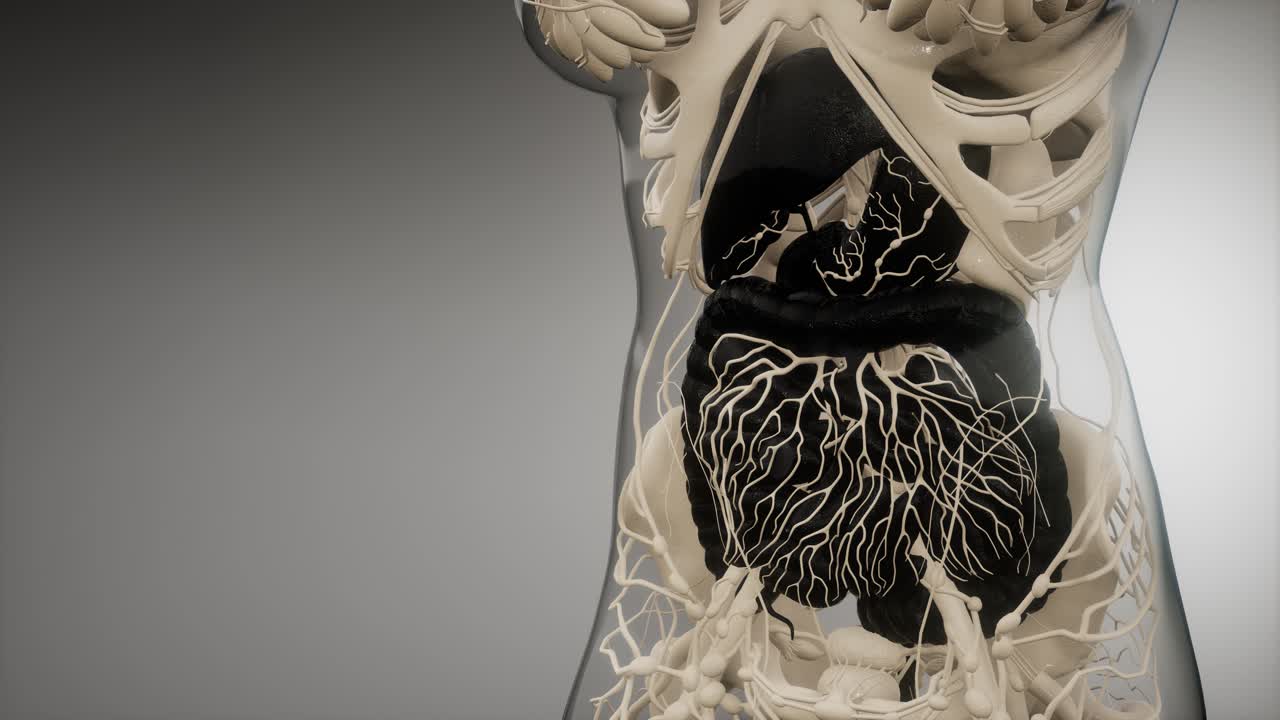 human digestive system parts and functions