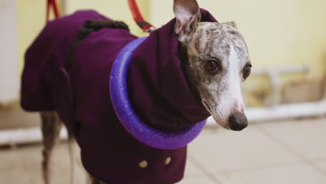 whippet in purple coat with purple toy collar standing on tiled indoor floor next to person in beige pants and black shoe, looking forward with calm expression, winter pet attire in urban environment
