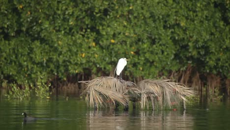 Escondido-Birds-01