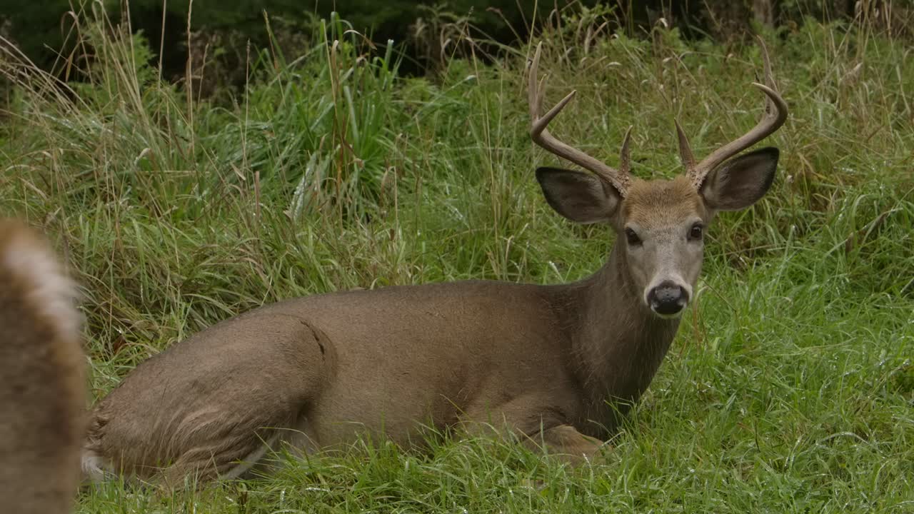 venado cola blanca buck tendido en la hierba otro buck pasa delante slomo