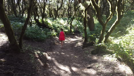 a woman in a red dress walks in a deciduous forest along a path surrounded by birches and heather on a sunny day, heirro island, la llania, valverde