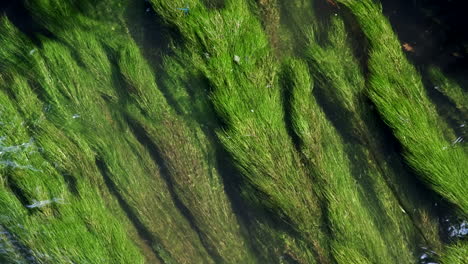 lush green river weed swaying in the flowing river arrow near alcester in warwickshire, uk