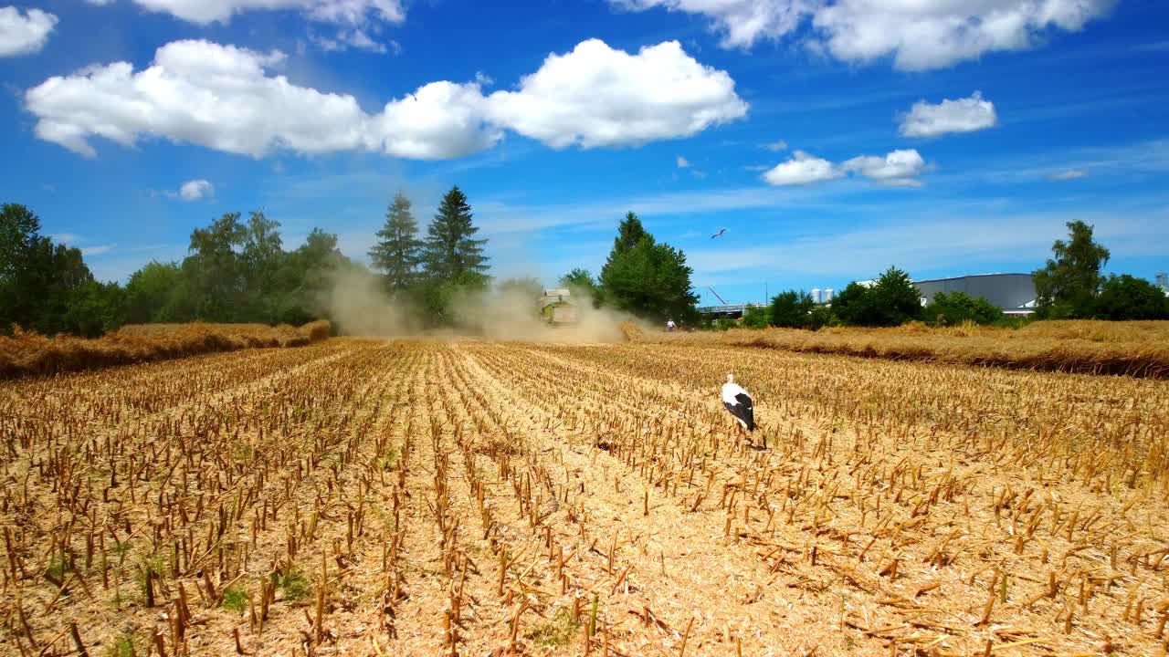 Bangau di ladang mencari makan dengan latar belakang mesin penuai gabungan di musim panas