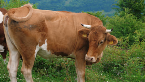 medium-shot-of-a-cow