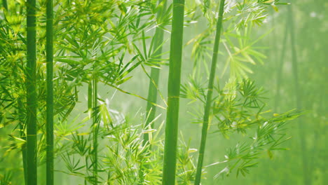 bamboo forest in southern china