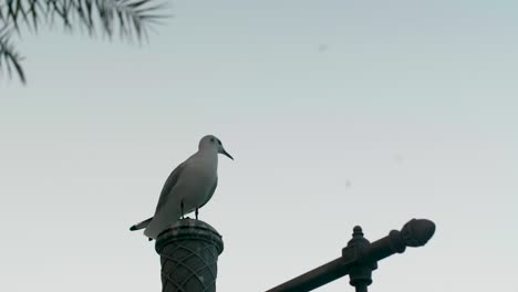 Gaviota-Parada-En-El-Poste-Y-Luego-Volando,-Pero-Viene-Otra-Gaviota