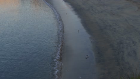 Birds-on-the-sand-in-Sines-beach,-Portugal