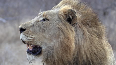 side close-up of face of male lion surveying surroundings, shallow dof