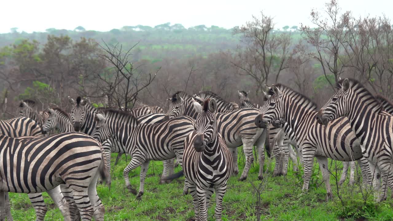 Zebras pack tails fan shaking afraid of lion grazing grass eating Big Five Kruger National Park bush spring summer lush greenery Johannesburg South Africa wildlife cinematic close left slider movement