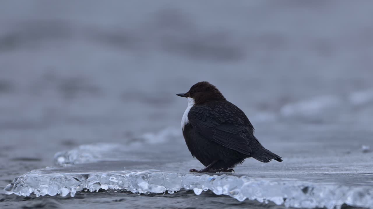 White Throated Dipper perched on river ice preening and grooming after dive, handheld slow motion