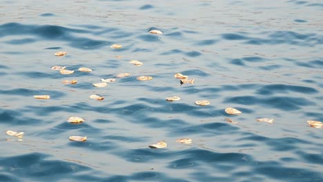 scattered shells on water