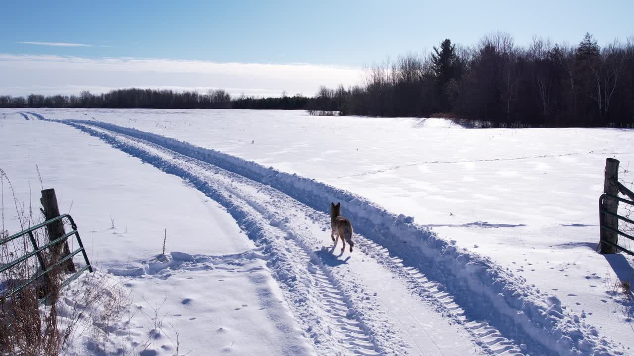 coyote corriendo a través de la nieve en polvo profunda y los campos para sobrevivir al frío invierno