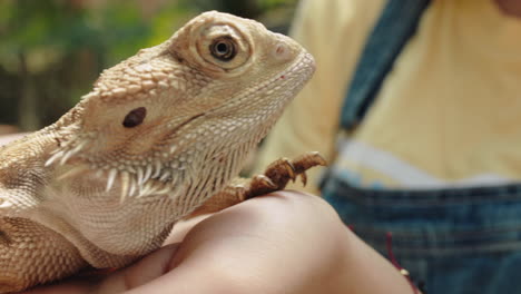 nature girl holding iguana at zoo enjoying excursion to wildlife sanctuary student having fun learning about reptiles 4k