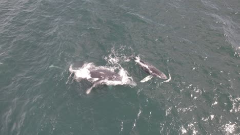 ballena jorobada con cría aleteando su aleta pectoral en el agua