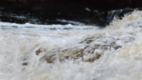 salmon leaping waterfall