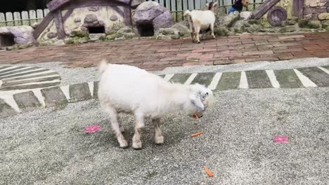 cute baby goat at a farm or zoo