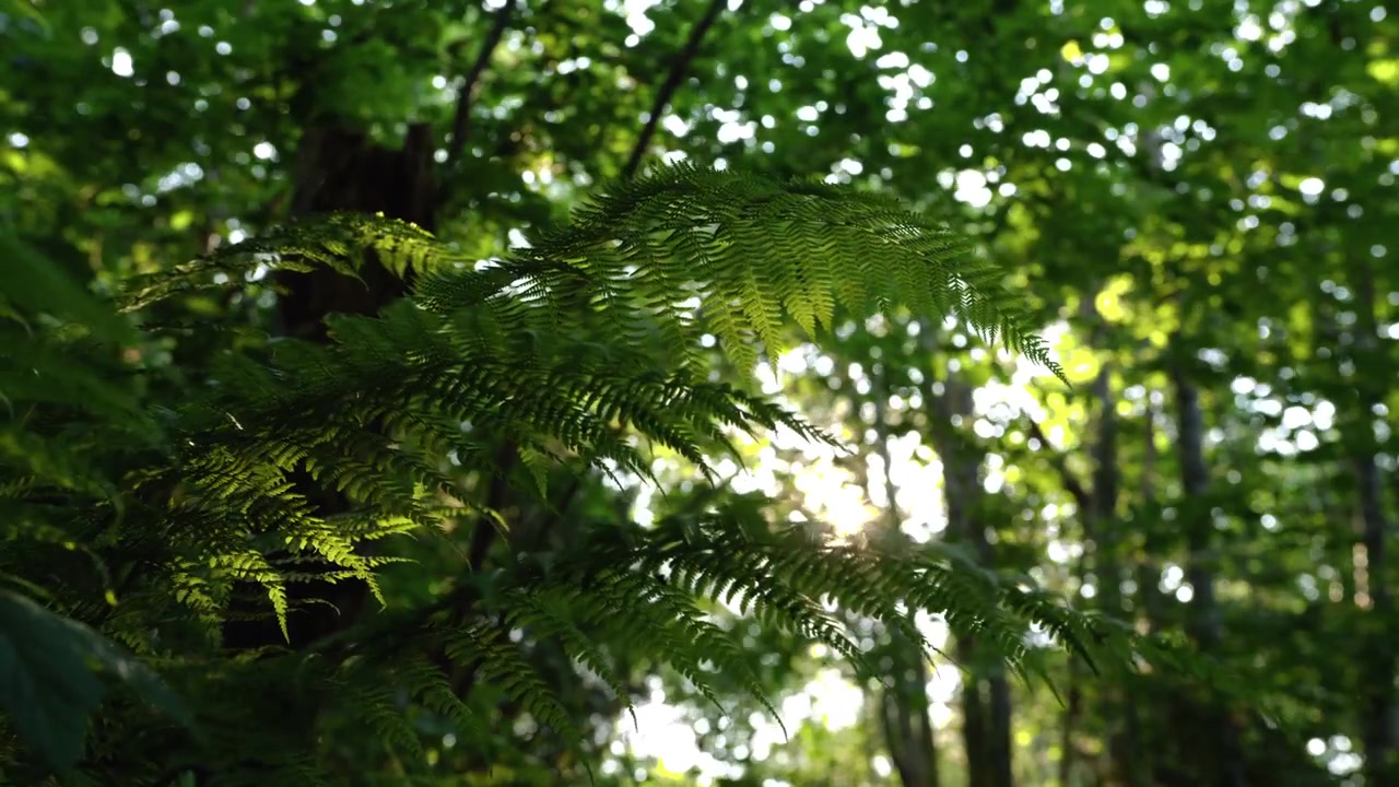 Delicate fronde di felce ondeggiano dolcemente mentre la bassa luce solare estiva filtra attraverso la luminosa chioma frondosa in una foresta tranquilla