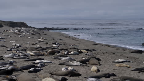 elephant seal pups molting in piedras blancas rookery