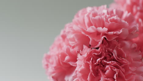 video de primer plano de un ramo de flores rosadas con espacio de copia en fondo gris