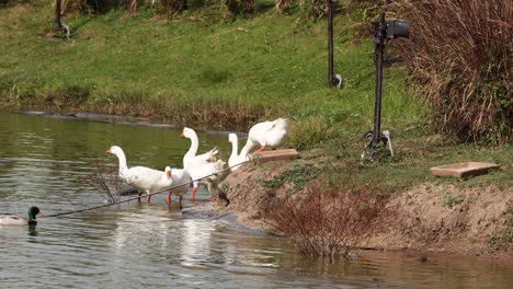 geese interacting and swimming in a river.