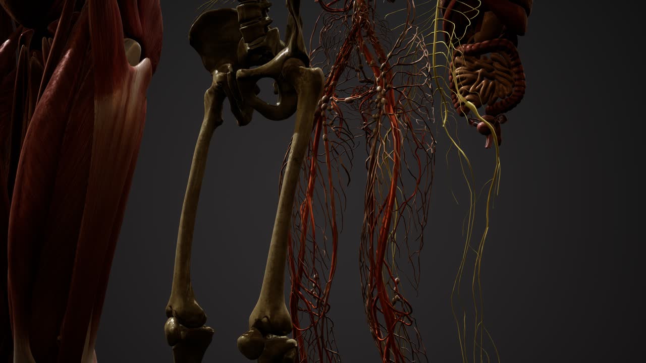 ilustración animada de la anatomía humana en 3d