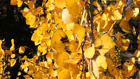 closeup golden yellow aspen leaves during fall foliage in great basin nevada