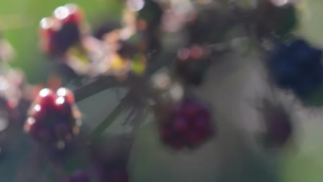 Hand-reaches-to-pick-or-pluck-blackberry-off-of-bush-on-sunny-day,-close-up