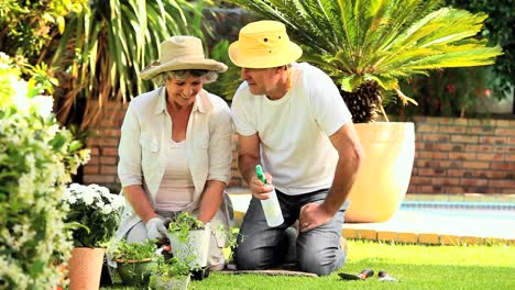 Mature-couple-spraying-potted-plants-in-garden