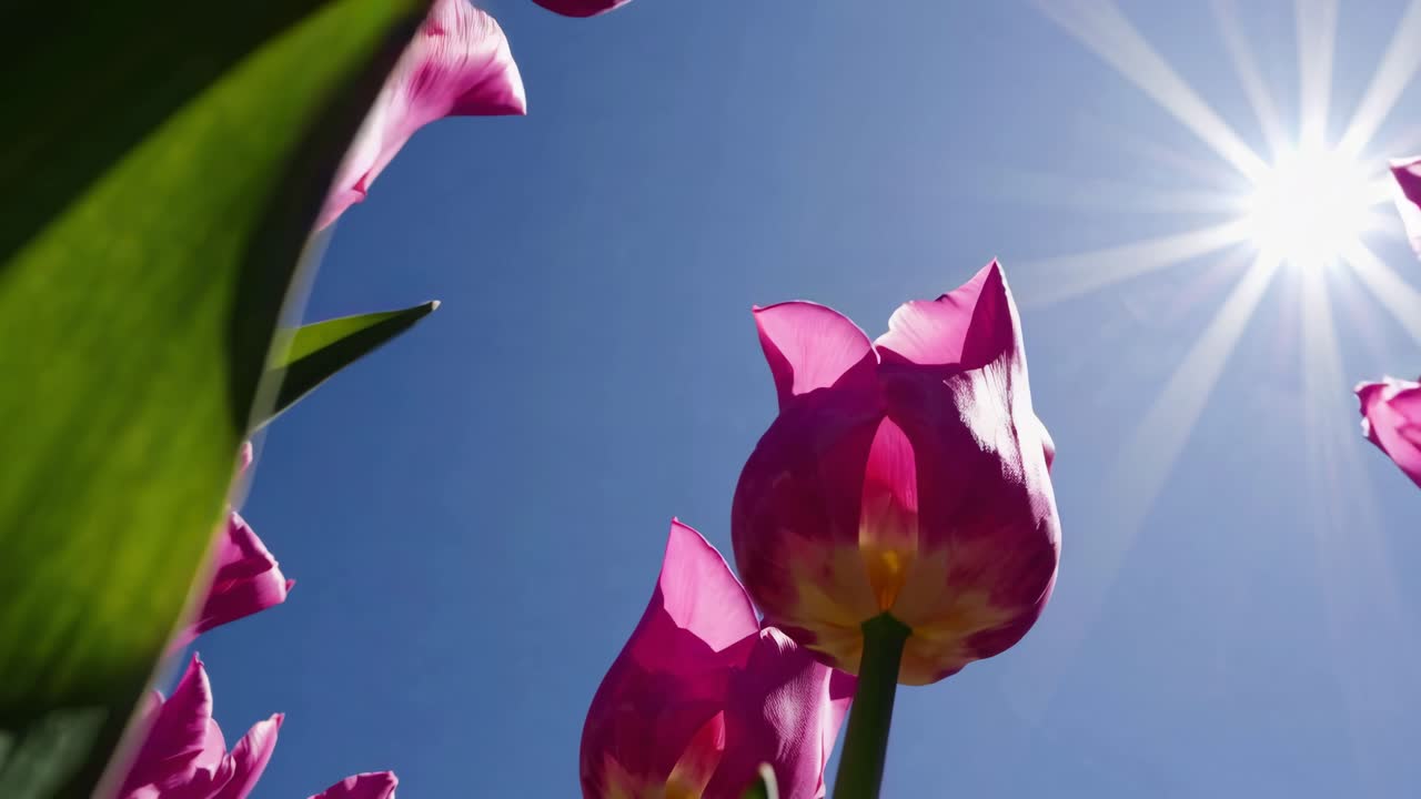 Matalaan kuvakulmaan kuvattu video hehkuvista vaaleanpunaisista tulppaaneista kirkasta sinistä taivasta vasten, vangiten niiden kauneuden.
