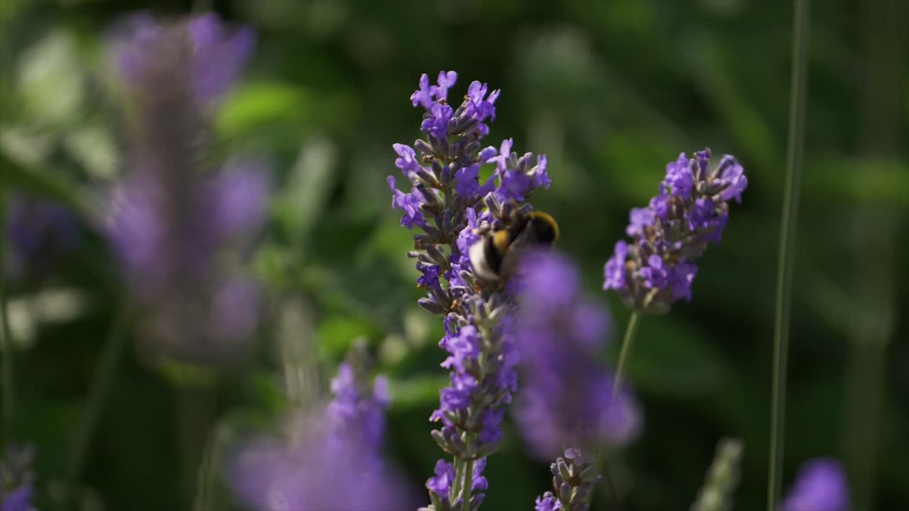 imágenes en cámara lenta de una abeja extrayendo polen de una flor