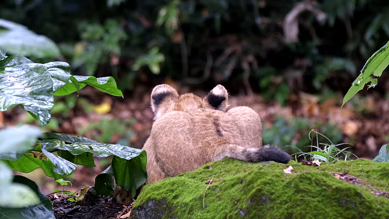 vista trasera del cachorro de león tirado en el suelo en el bosque y luego alejándose - cerrar